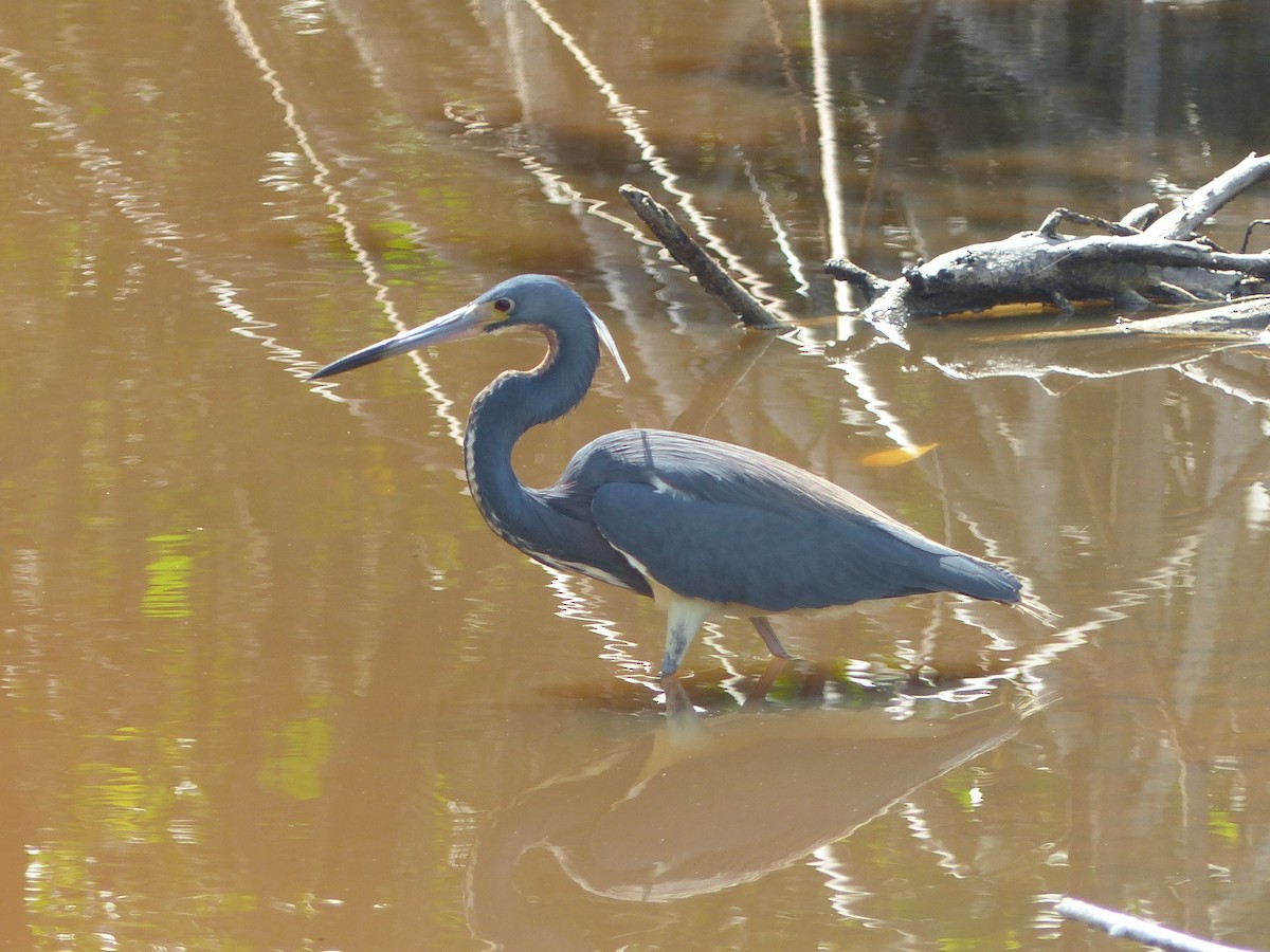 Tricolored Heron - ML635958170