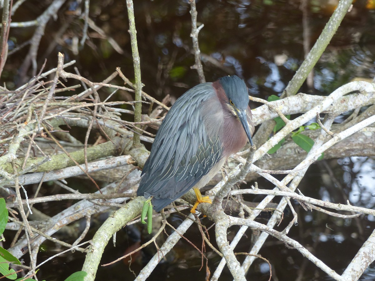 Green Heron - ML635958173