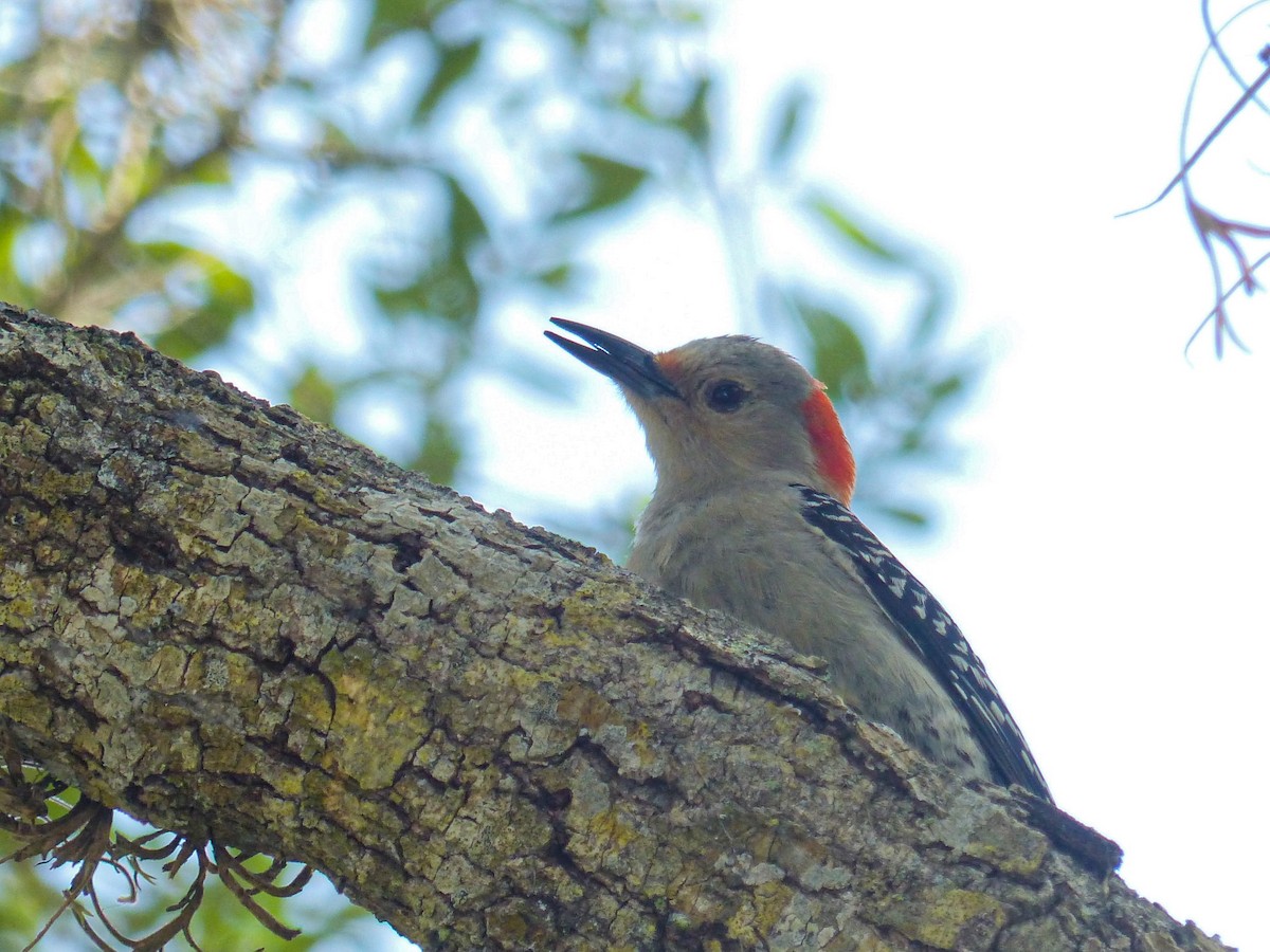 Red-bellied Woodpecker - ML635958189