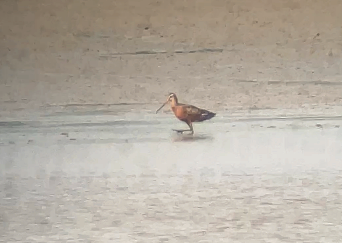 Hudsonian Godwit - ML635958198