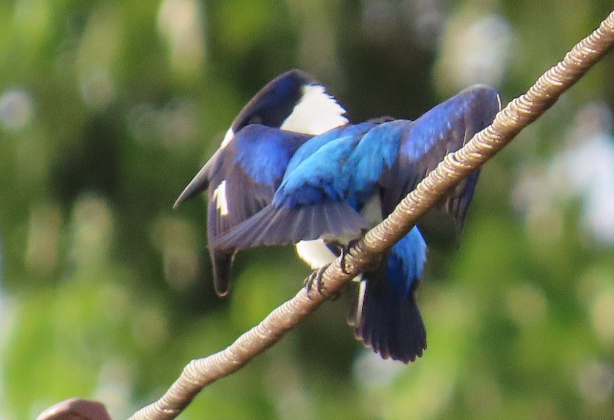 Blue-and-white Kingfisher - ML635958218