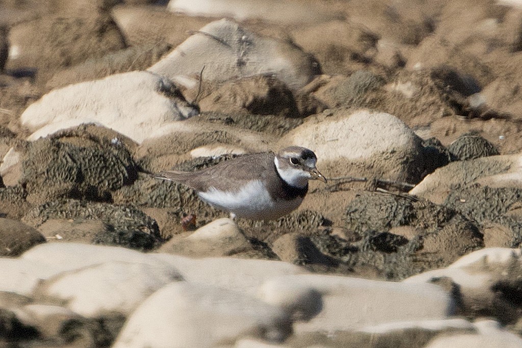 Long-billed Plover - ML63595841