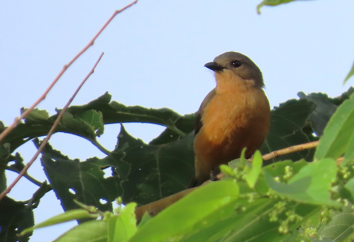 Drab Whistler (Cinnamon-breasted) - ML635958417