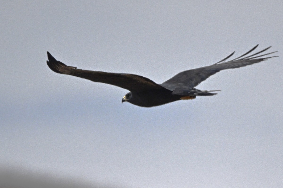 Zone-tailed Hawk - ML635958453