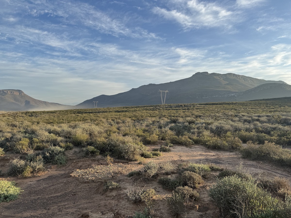 Karoo Long-billed Lark (Karoo) - ML635958525