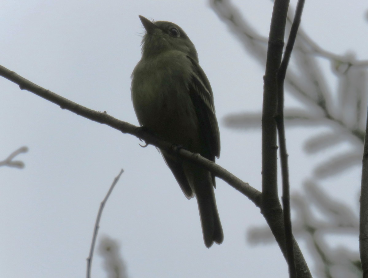 Yellow-bellied Flycatcher - ML635958546