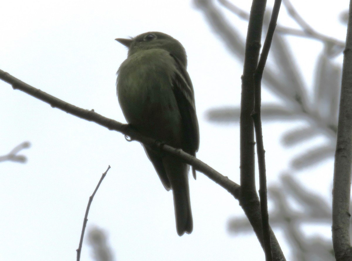 Yellow-bellied Flycatcher - ML635958568