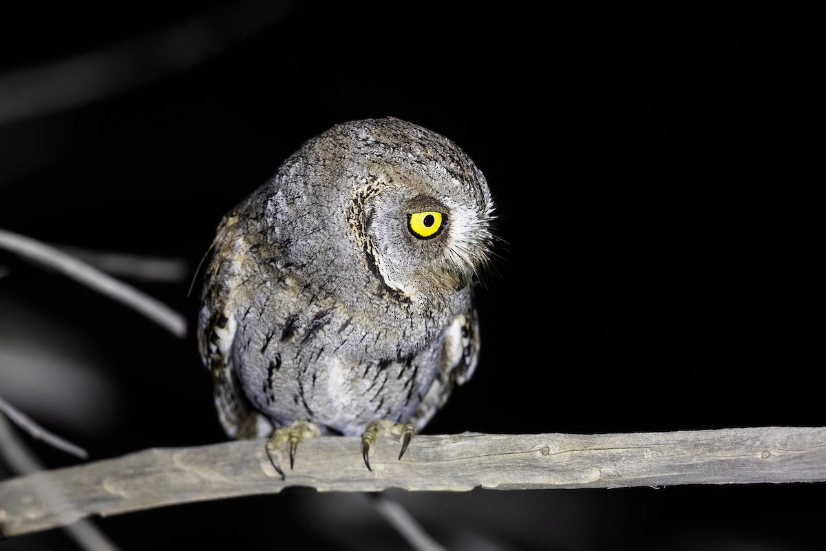 Arabian Scops-Owl - ML635958575