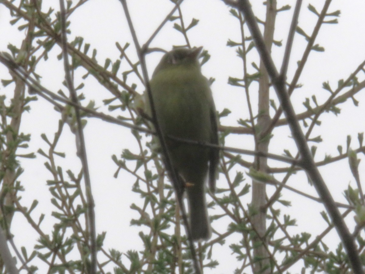 Yellow-bellied Flycatcher - ML635958602