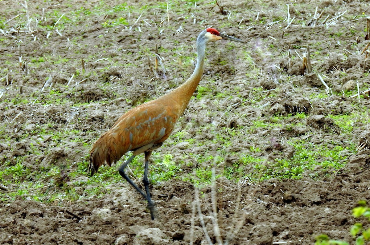 Sandhill Crane - ML635958721