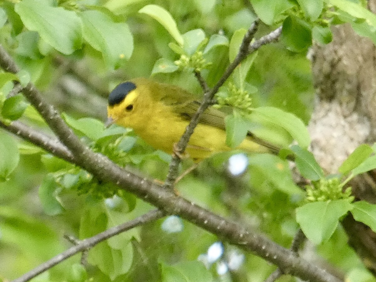 Wilson's Warbler - ML635958756