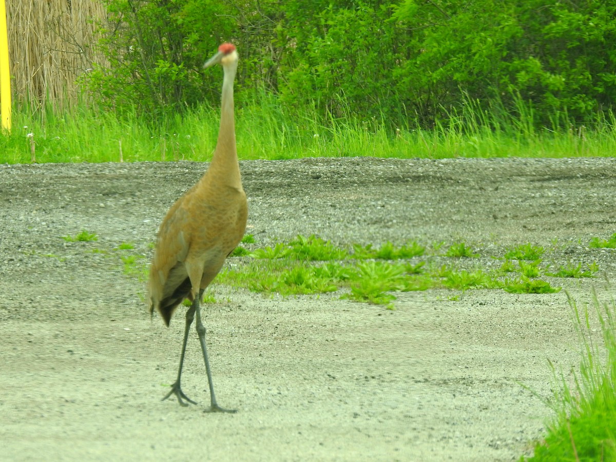 Sandhill Crane - ML635958776