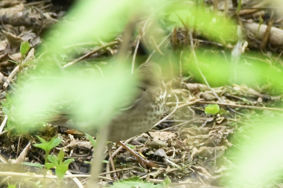 Catharus sp. - ML635958865