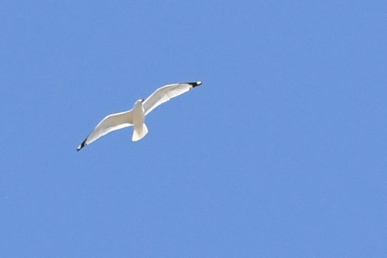 Ring-billed Gull - ML635958884