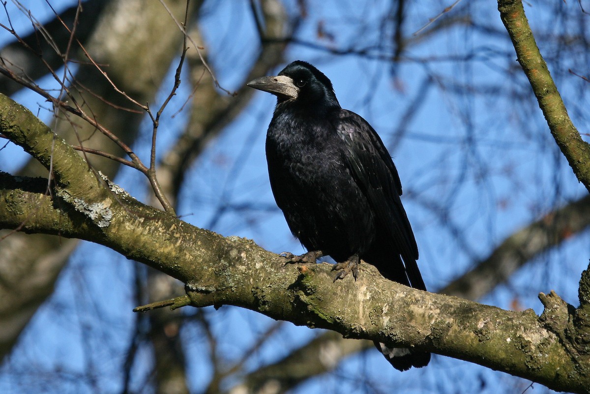 Corbeau freux - ML63595911