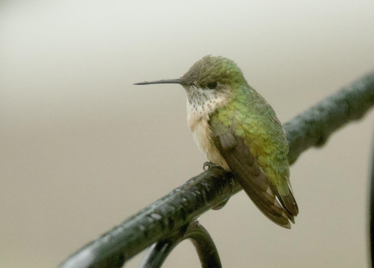 Calliope Hummingbird - ML635959293