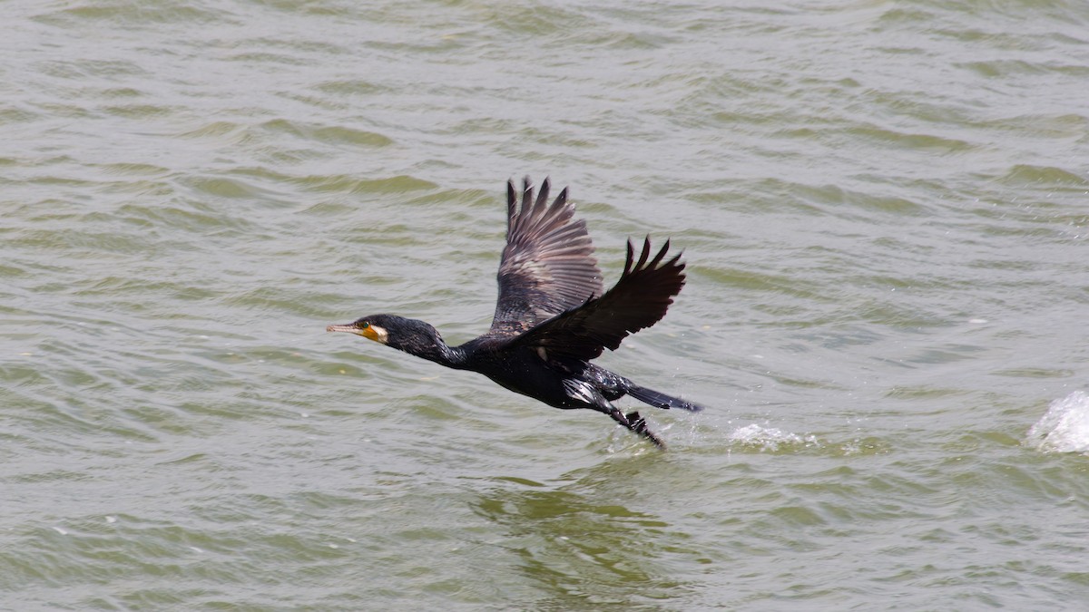 Great Cormorant - ML635959345