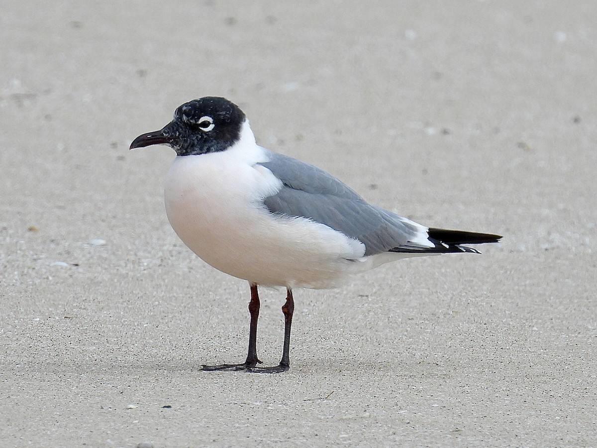 Franklin's Gull - ML635959448