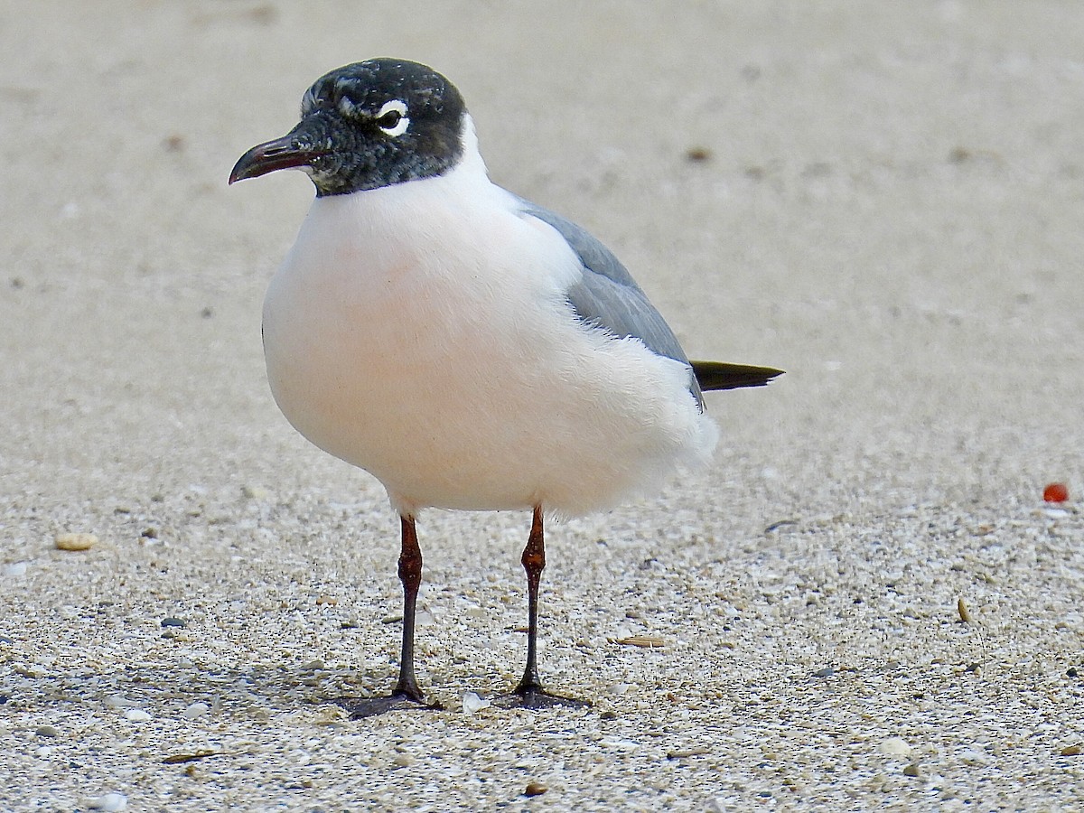 Franklin's Gull - ML635959449