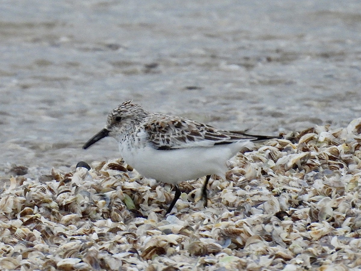 Sanderling - ML635959472