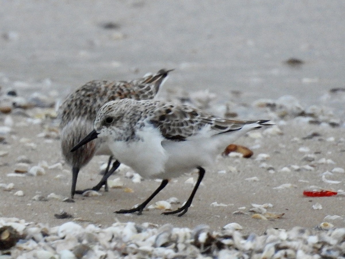 Sanderling - ML635959473