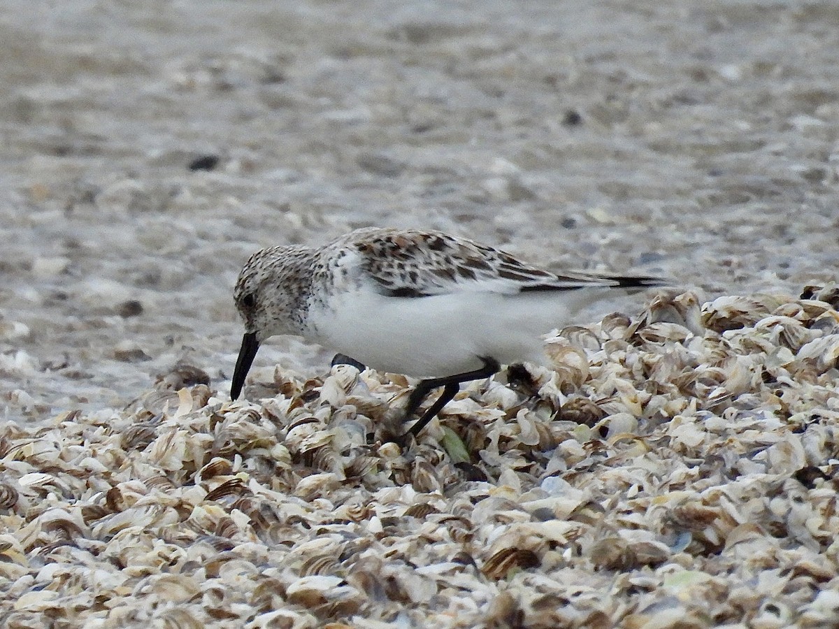 Sanderling - ML635959474