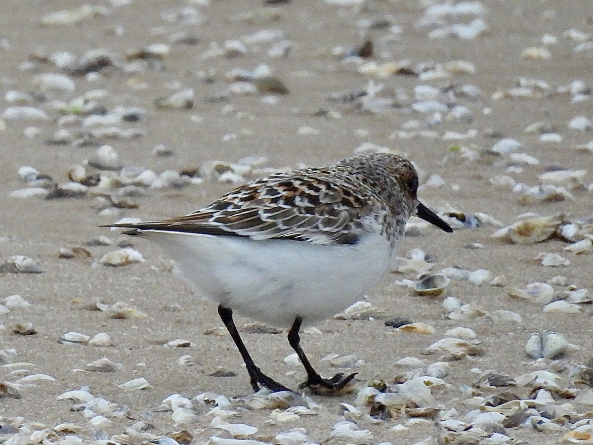 Sanderling - ML635959475