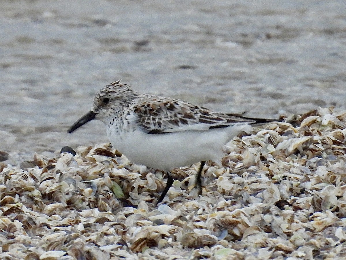 Sanderling - ML635959476