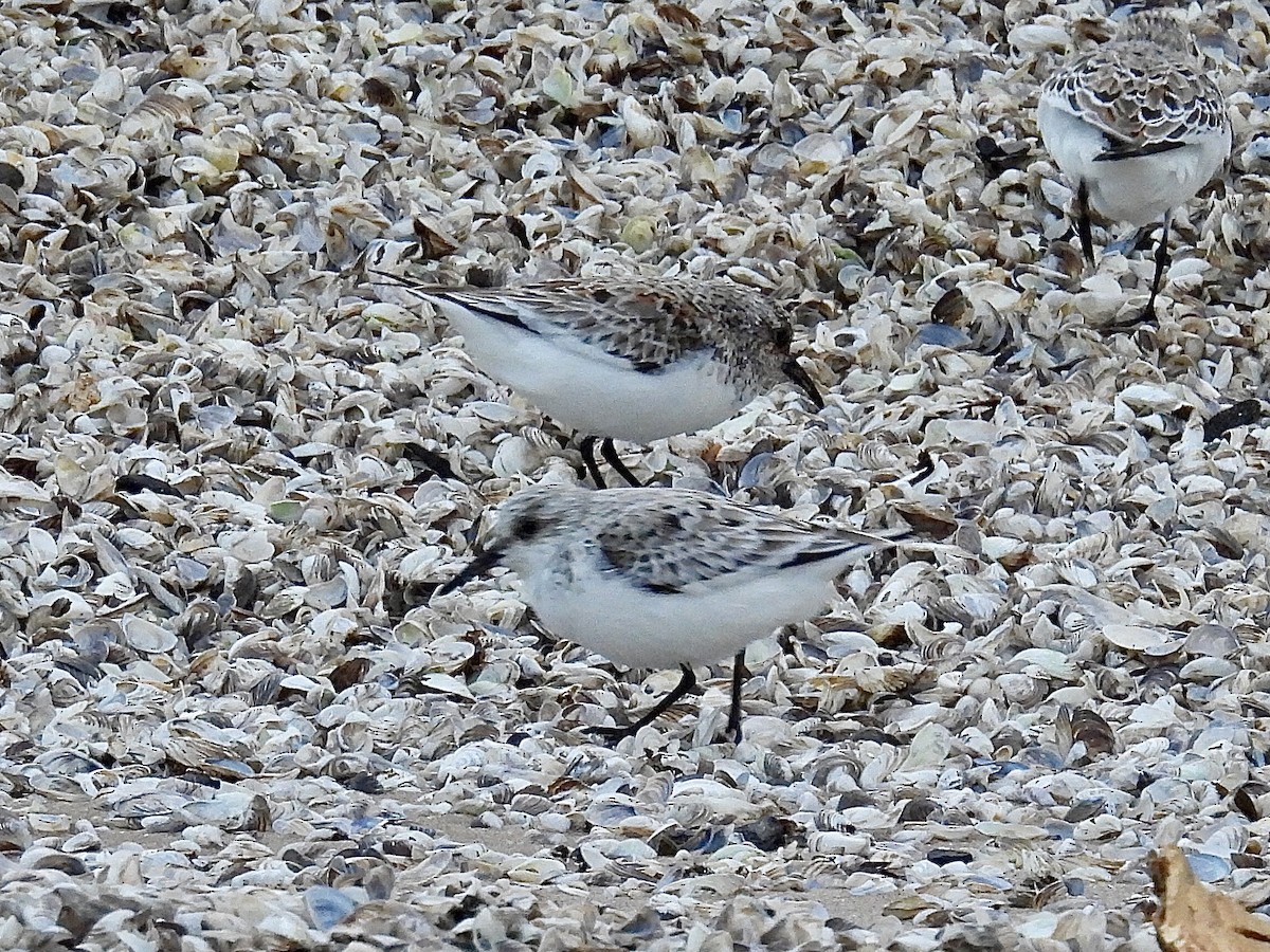 Sanderling - ML635959477