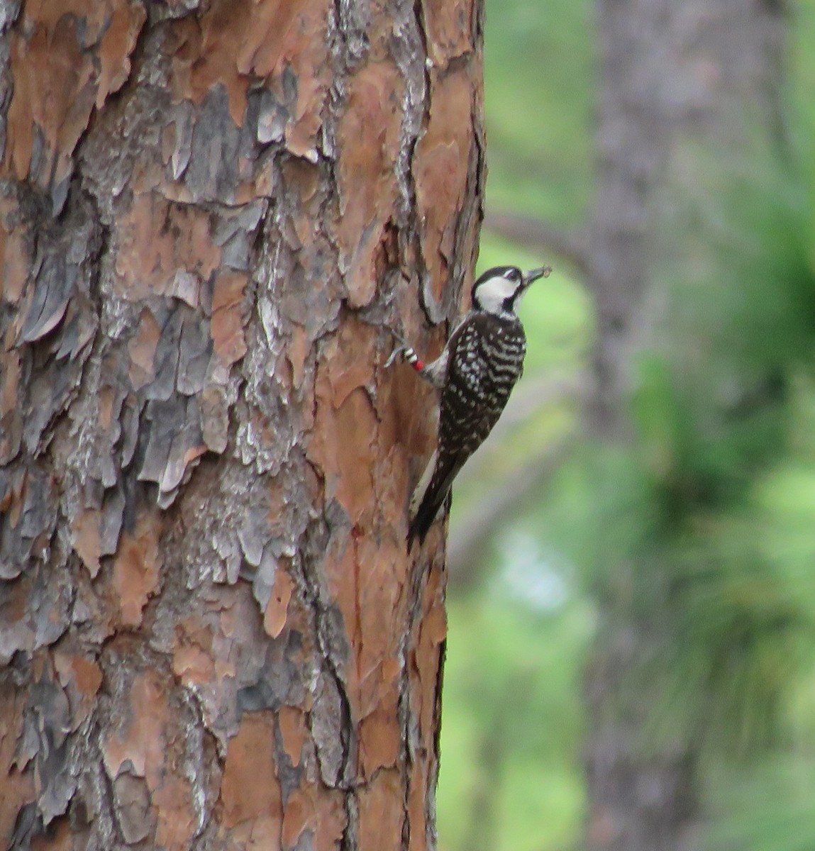 Red-cockaded Woodpecker - ML635959505