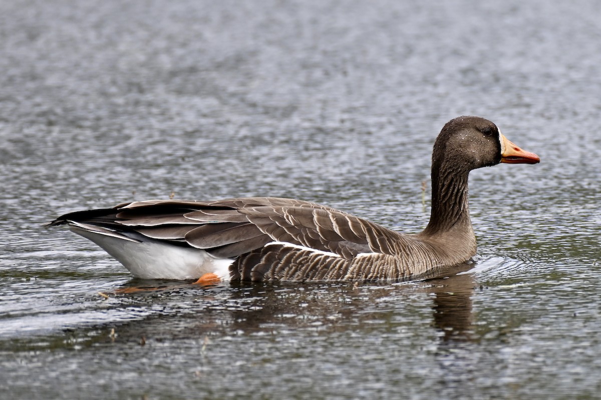 白額雁 - ML635959521