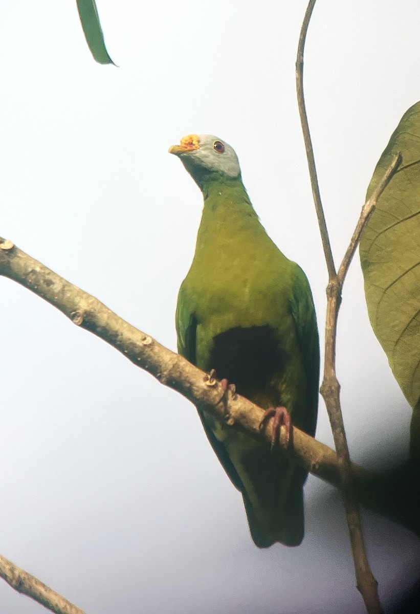 Carunculated Fruit-Dove - ML635959537
