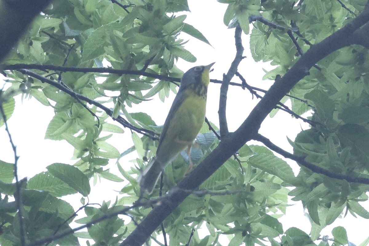 Canada Warbler - ML635959539