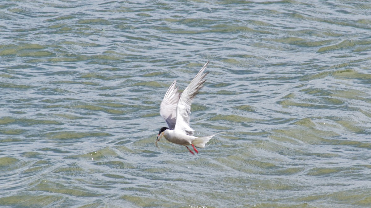 Common Tern - ML635959547