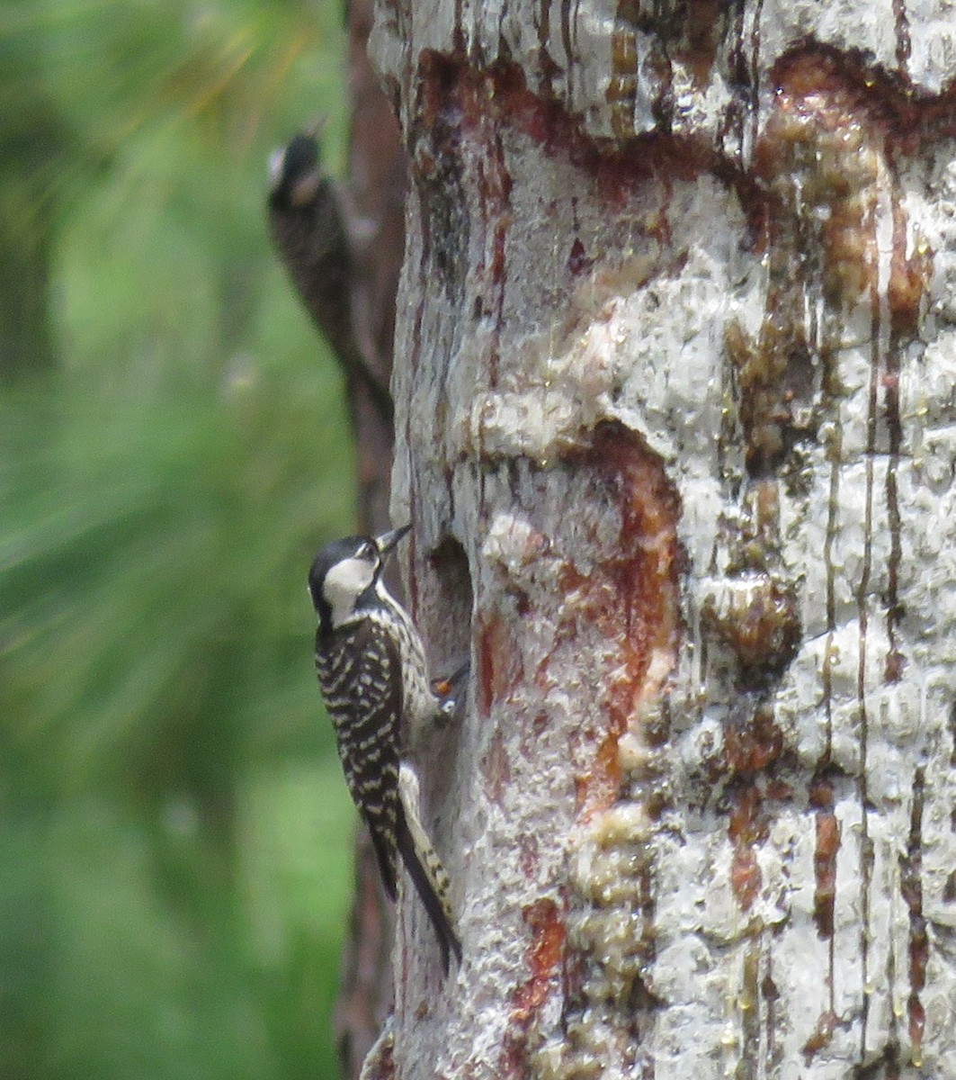 Red-cockaded Woodpecker - ML635959626
