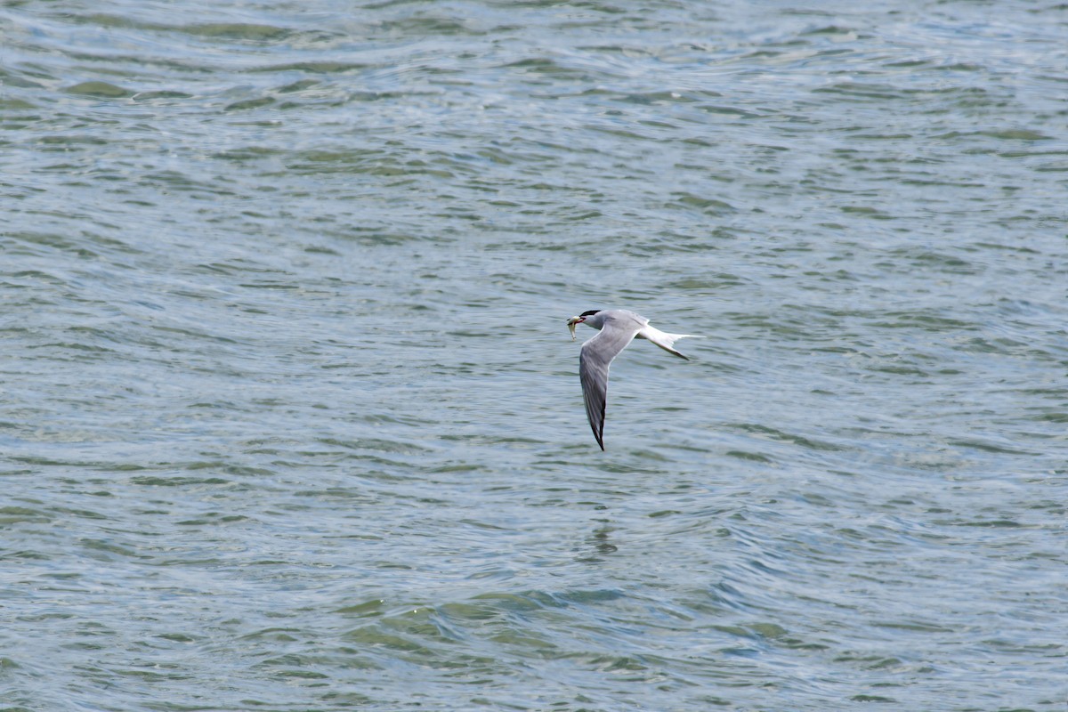 Common Tern - ML635959641