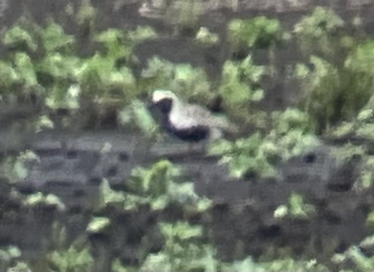 Black-bellied Plover - ML635959657