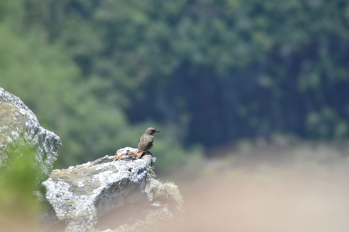 Cape Rock-Thrush - ML635959819