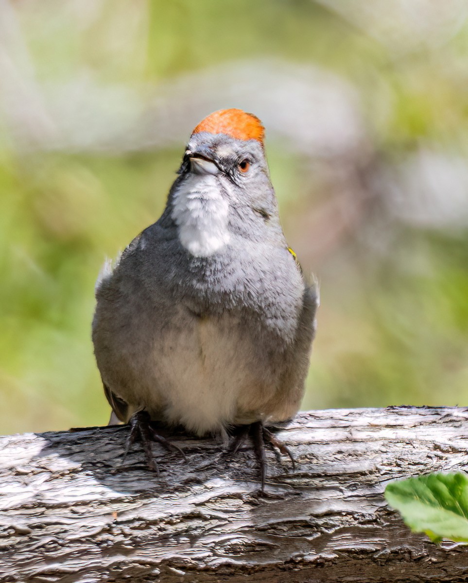 Green-tailed Towhee - ML635959856