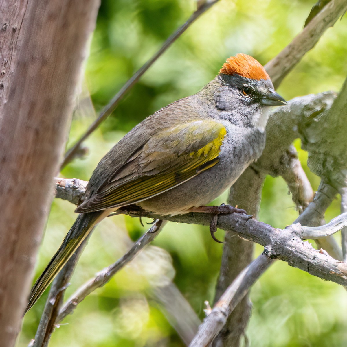 Green-tailed Towhee - ML635959857