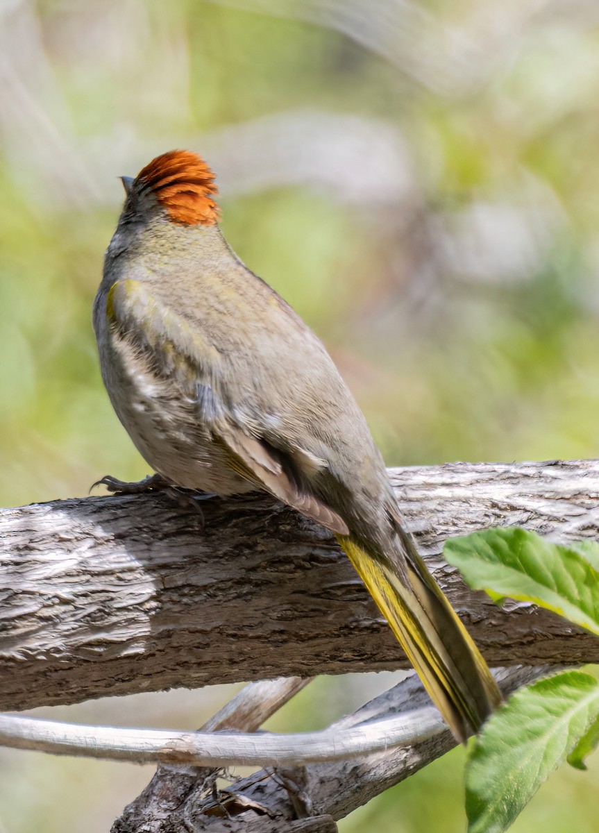 Green-tailed Towhee - ML635959859