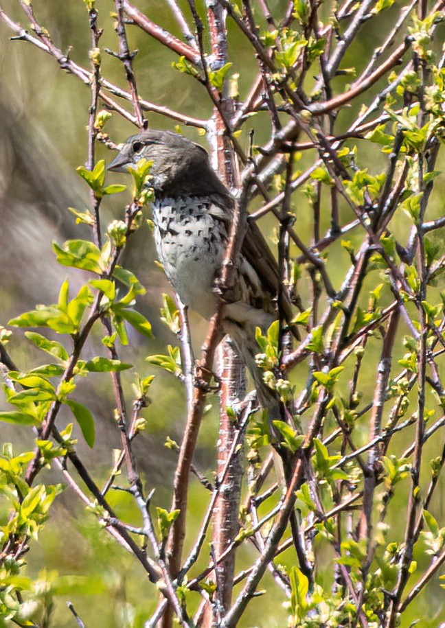 Fox Sparrow (Thick-billed) - ML635960035