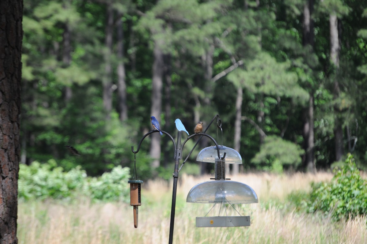 Eastern Bluebird (Eastern) - ML635960134