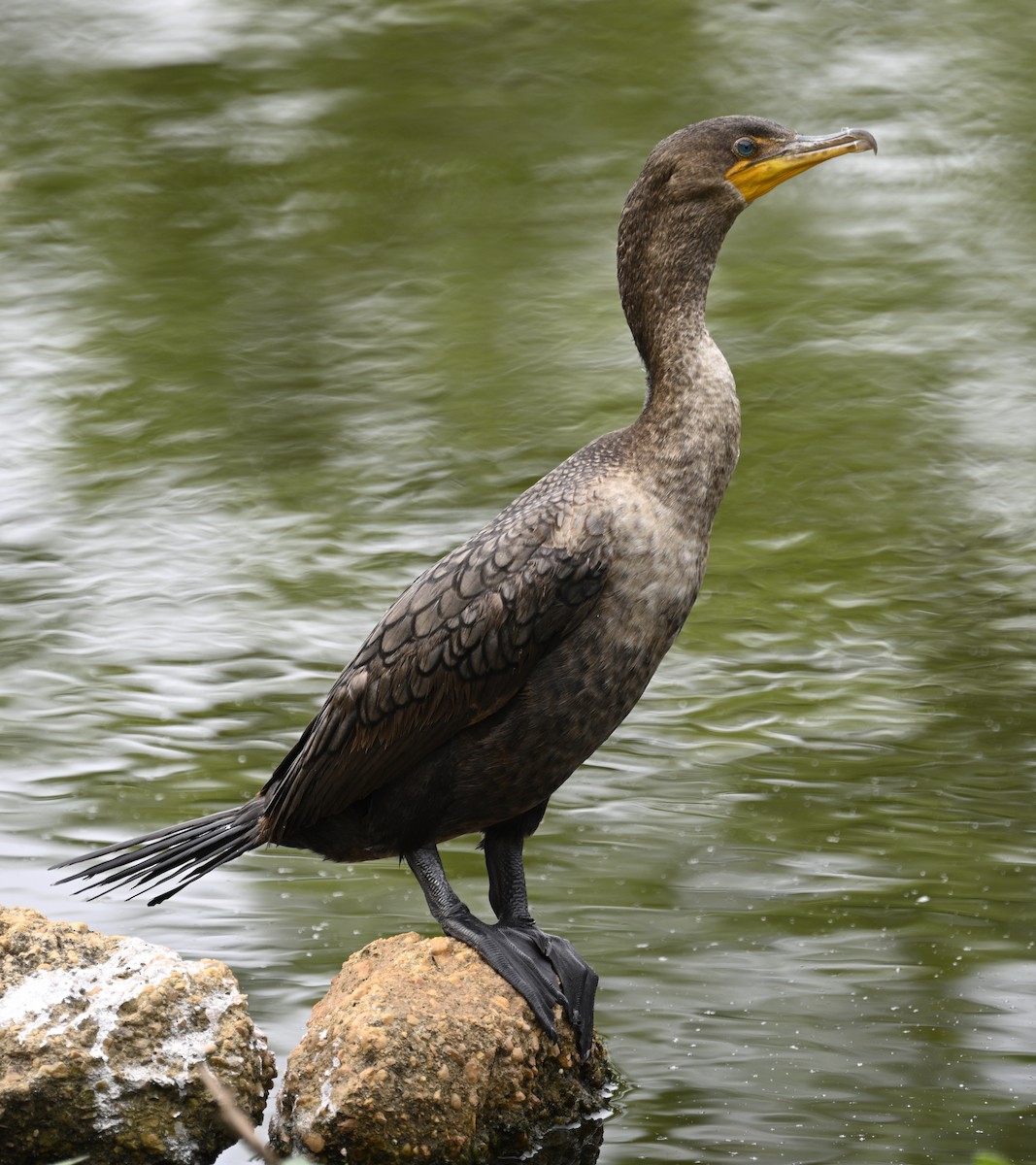 Double-crested Cormorant - ML635960220