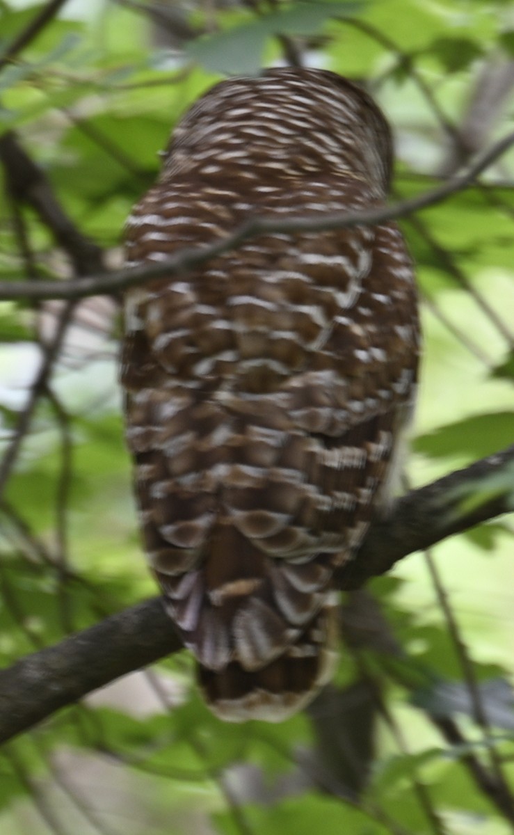 Barred Owl - ML635960230