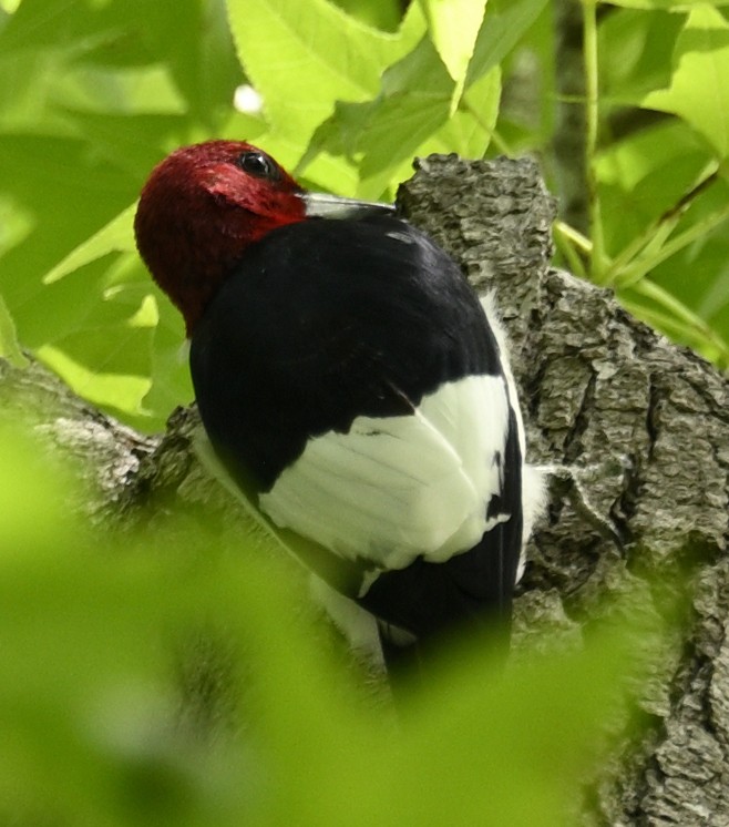 Red-headed Woodpecker - ML635960240
