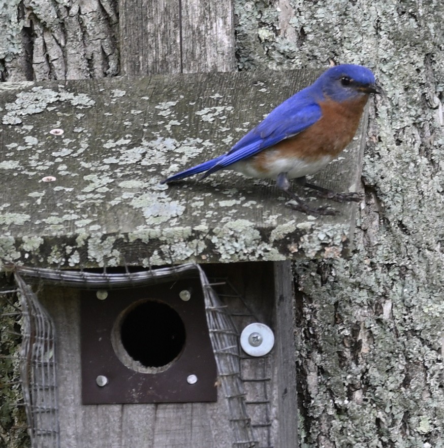 Eastern Bluebird - ML635960275