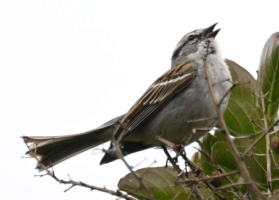 Chipping Sparrow - ML635960286