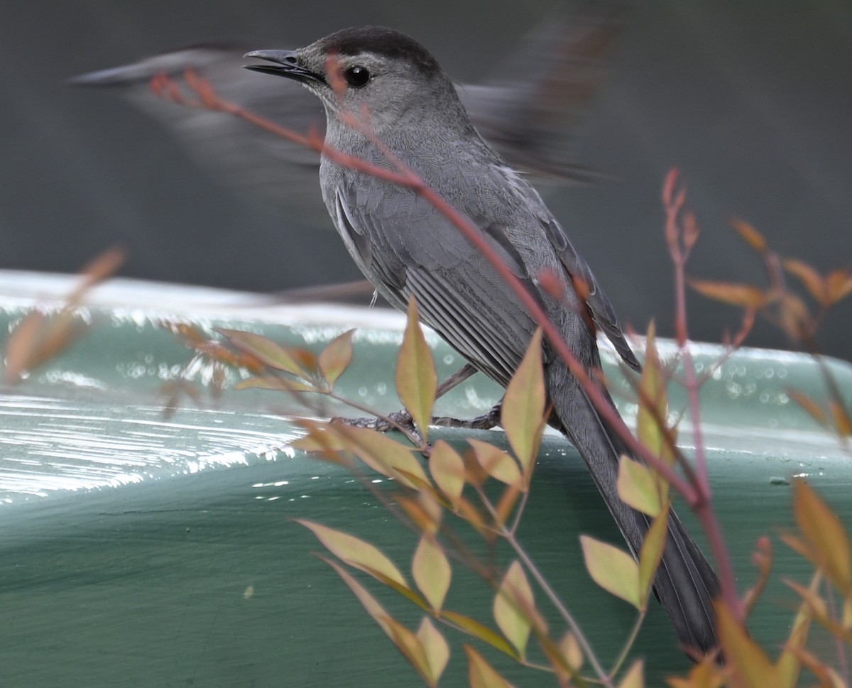 Gray Catbird - ML635960321