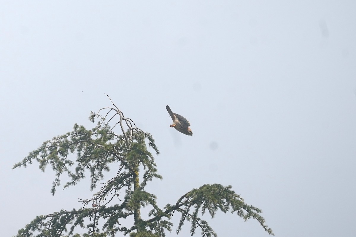 Falco sp. - ML635960390